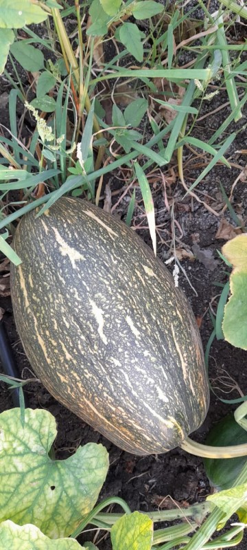 Pumpkin from India